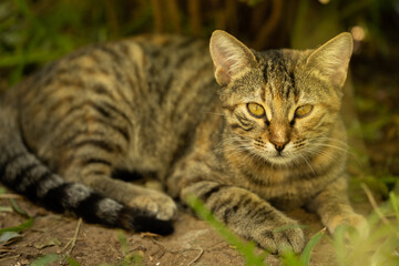 portrait of a cute cat