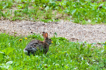 Eastern Cottontail rabbit, Sylvilagus floridanus, eating a dandelion.