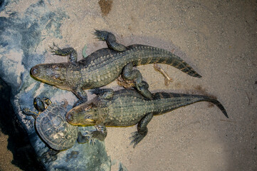 American alligators resting heads on turtle