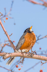 American Robin perched in a crabapple tree in the spring.