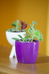2 pots with succulents with defocused yellow background