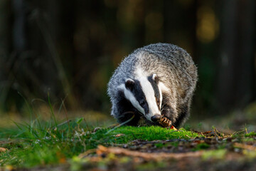 Hunting badger in sunrays. European badger, Meles meles, in green forest. Hungry badger sniffs about food in moss. Beautiful black and white striped beast. Portrait of cute animal in nature habitat.