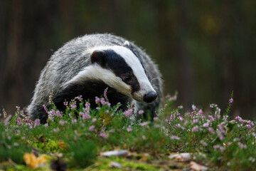 Badger in moorland. Portrait of european badger, Meles meles, in green pine forest. Hungry badger...