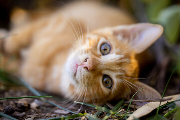 portrait of a cute cat