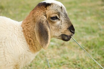 Fototapeta premium cute sheep in nature garden