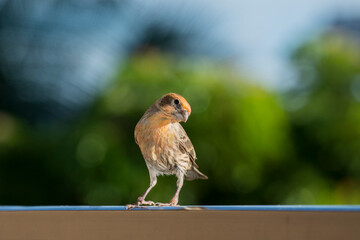 Male House Finch in orange color due to foods eaten in their diet