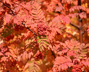Colorful leaves and berries of mountain ash in the autumn park