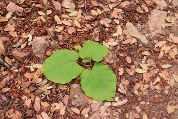Planta, verde, folha, folhas, outono, três