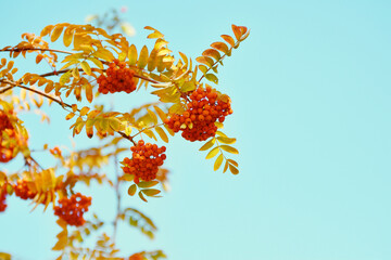 Colorful leaves and berries of mountain ash in the autumn park