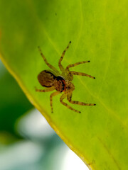 Jumping Spider On A Leaf