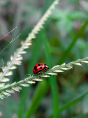 Ladybug On Grass