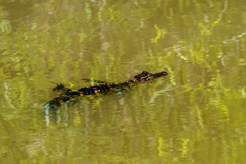 Young juvenile American Alligator swimming in a swamp in the Everglades