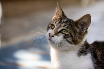 portrait of a cute cat