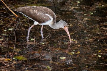 Immature White Ibis feeding in a swamp in the Everglades