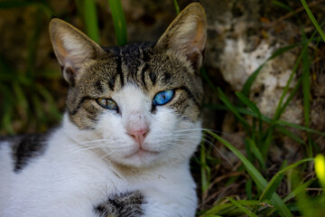 portrait of a cute cat