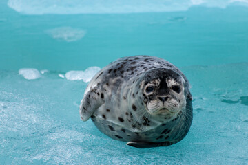 Harbor seal laying on ice berg.
