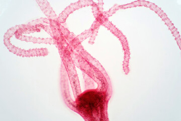 Hydra is a genus of small, fresh-water animals of phylum Cnidaria and class Hydrozoa.