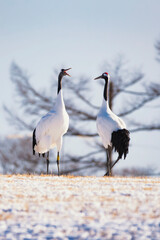 Two Japanese Red Crown Cranes on the snow hill in Winter, at Tsurui Ito Tancho Crane Sanctuary, Kushiro, Hokkaido, Japan	
