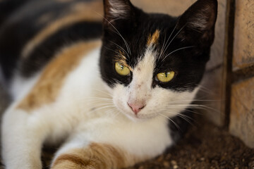 portrait of a cute cat