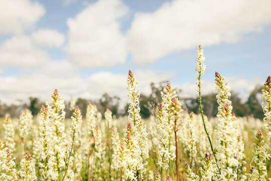 Interesting wildflowers growing in the Terrick Terrick National Park in Mitiamo Victoria Australia