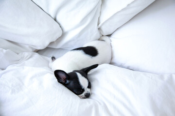 A black and white chihuahua sleeps on white linen on the bed.