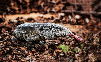 Teiú is a black and white lizard that becomes active mainly in spring and summer in Brazil