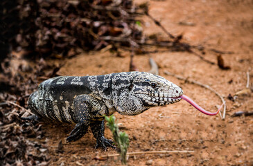Teiú is a black and white lizard that becomes active mainly in spring and summer in Brazil