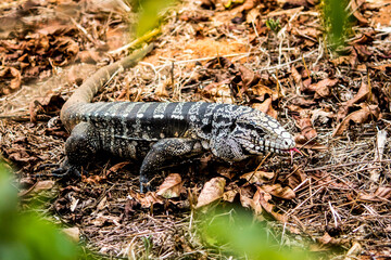 Teiú is a black and white lizard that becomes active mainly in spring and summer in Brazil