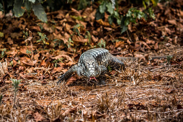 Teiú is a black and white lizard that becomes active mainly in spring and summer in Brazil