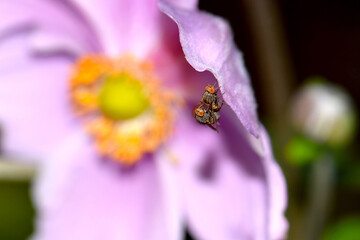 Two Fly on Pink 01
