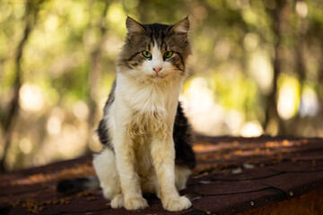 portrait of a cute cat