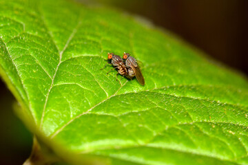 Two Fly on Green