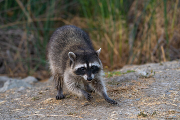 Raccoon looking at the camera. Wildlife photography.  © Olga