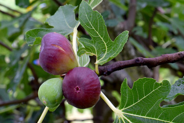 Fig Trio 10