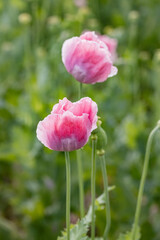 Obraz premium Beautiful pink poppies