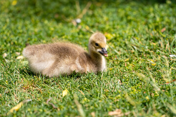 A gosling with a deformed beak lies on the grass.	
