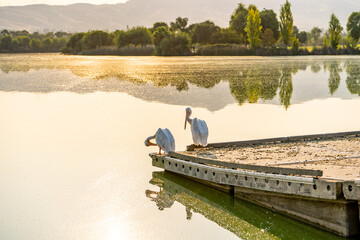 Two white American pelicans sit on the pier. Fremont Central Park at sunrise. 