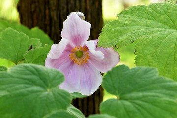 Himalayan Windflower Reveal 03