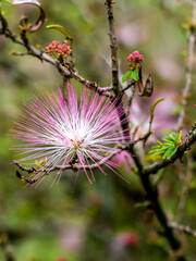 
Red, pink and yellow flower