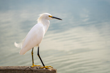 Close-up of Snowy egret (Egretta thula). 
