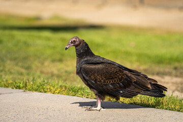 Turkey vulture (Cathartes aura) stands on a path in the park. 