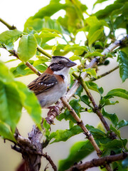 Tico-tico is a bird with a grayish-brown dorsal color, a gray head with two black stripes with a gray central part and an orange collar.