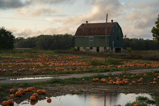 Lots Of Pumpkins On A Farm In Ontario Canada