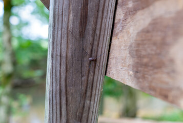 A Cellar Spider (aka daddy long legs) is hiding on a peice of wood with his long legs extended out.