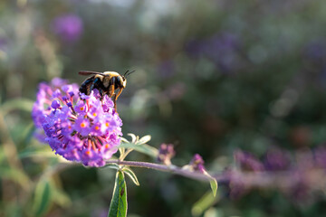 A big furry bumble bee pollinates a purple flower.  Shot with a shallow depth of field.