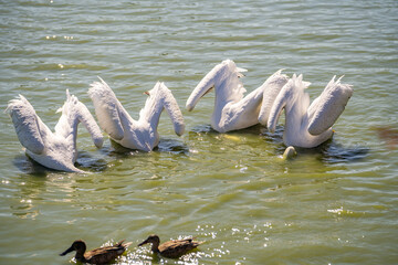 American White Pelicans diving for fish, Fremont Central Park