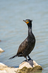 A Double-crested Cormorant is standing on a rock near the lake Elizabeth, Fremont Central Park