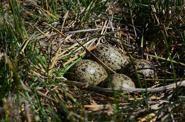 teros, pichones, aves, huevos, naturaleza, dientes de león, sur, Patagonia, ríos, montanas, lagos, verdes, paisajes, silvestres, campos, plumas, aves tiernas, pampa, Neuquén, pasto, juncos, primavera,