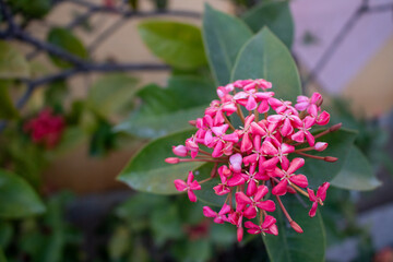 saraca asoca flower