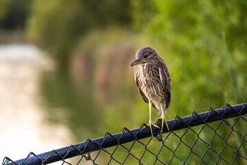 Night heron chick (Nycticorax nycticorax) sits on the fence. Wildlife photography. 